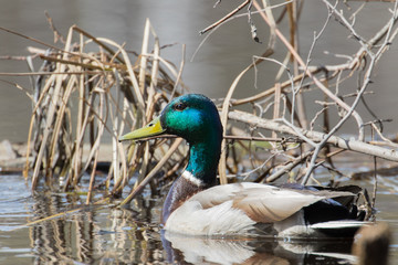 Mallard Duck Drake