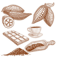A set of cocoa beans and products from it: brewed, chocolate, cocoa beans in a cut, a cup and a scoop for cocoa powder and growing beans.