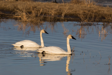 Trumpeter Swan Pair