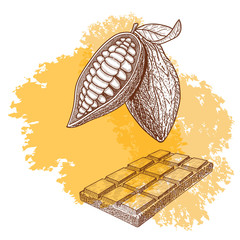 A cocoa beans and chocolate.