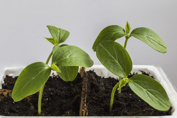A small sprout of cucumbers in a container