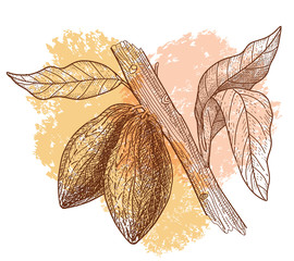 A cocoa beans and branch.