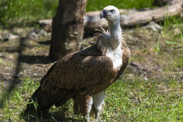 Obraz premium Bird Griffon Vulture resting in the shade