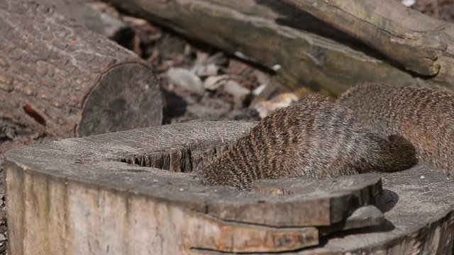 Banded mongooses tinkering on a stump