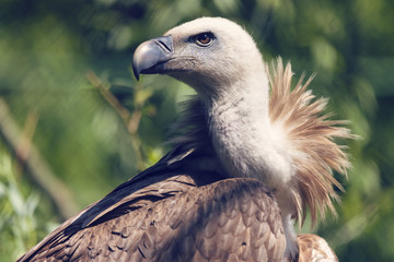 Bird Griffon Vulture resting in the shade