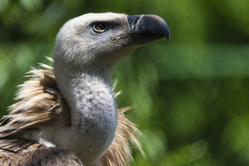 Bird Griffon Vulture resting in the shade