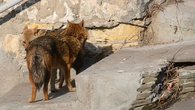 Couple of coyotes