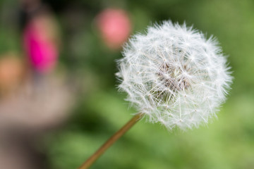 Dandelion in soft focus