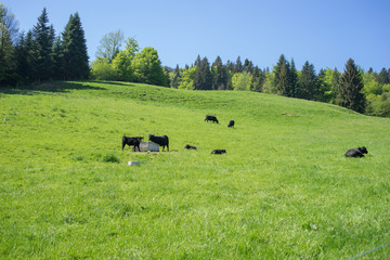 cows on a field