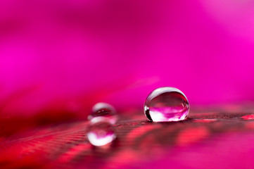 A abstract image of red color fluffy feathers with two macro water dew drop, beautiful natural background.