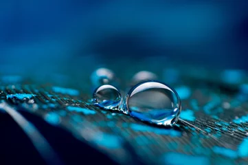 Abwaschbare Fototapete Makrofotografie Ein abstraktes Bild von blauen flauschigen Federn mit zwei Makro-Wassertautropfen, schöner natürlicher Hintergrund.