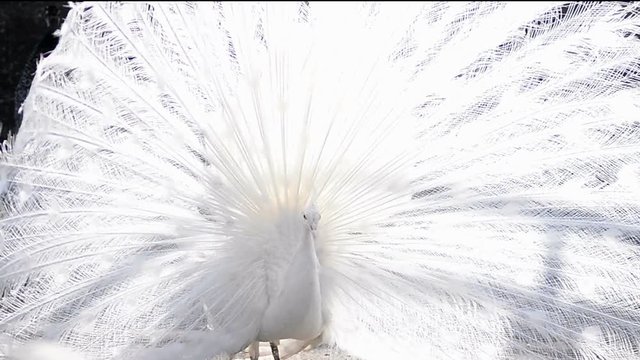 Snow white peacock male showing his beautiful grace