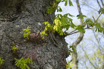 tree trunk on blue sky background close-up