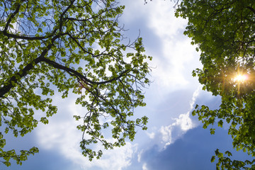 Fototapeta premium leaves of trees against the blue sky