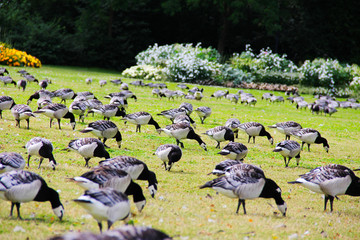 Obraz na płótnie Canvas Goose in a field