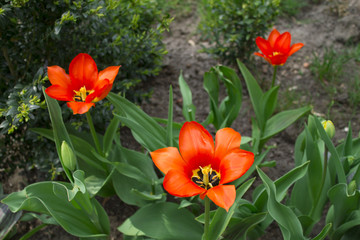 Tulips. Spring flowers red tulips close-up