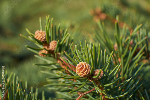 Spring Needles Kidney Needles Cones Sun Nature Plants Grass