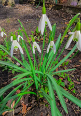 The first white snowdrops in early spring among last year's leaves in the forest.