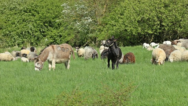 Zwei Herdenschutzesel mit ihrer Schafherde
