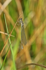 Frisch geschlüpfte Hufeisen-Azurjungfer (Coenagrion puella)
