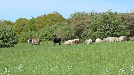 Zwei Herdenschutzesel mit ihrer Schafherde
