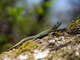 Lizard sunning itself on tree. Podarcis muralis.