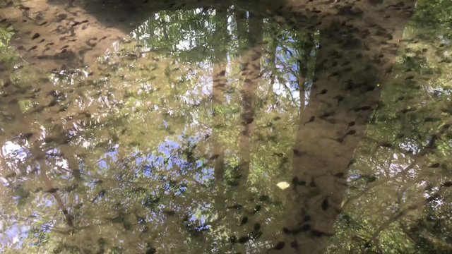 Kaulquappen schwimmen Bach entlang mit der Str&ouml;mung