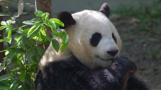 Giant panda bear eating bamboo. High quality shot in 4K
