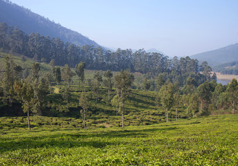 Fototapeta na wymiar Green tea plantations in Kerala, South India