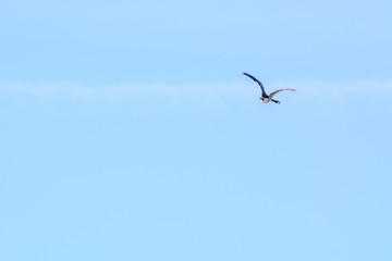 A lone goose in flight © ChuckS