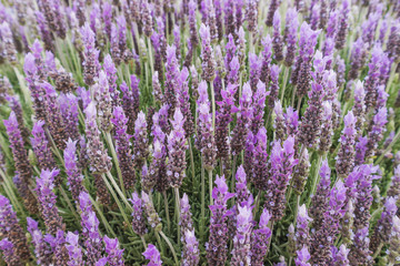 Fototapeta na wymiar Close-up of lavender flowers