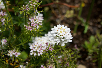 白いイベリスの花