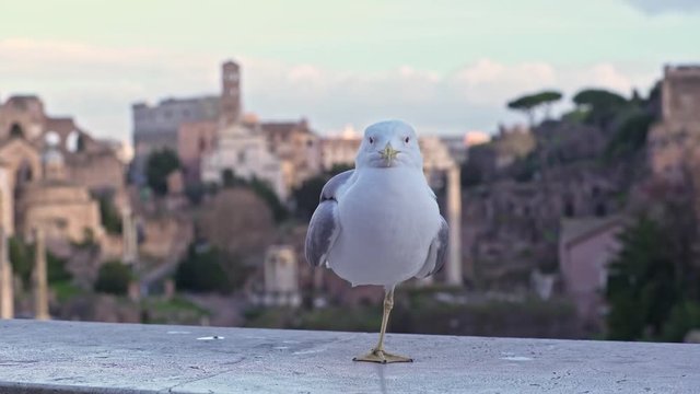 beautiful lame seagull with Rome in background