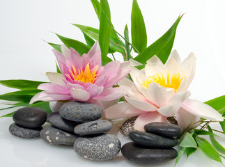Fototapeta na wymiar Auszeit, Entspannung, Schönheit, Meditation: Seerosen auf Seerosenblatt vor weißem Hintergrund mit schwarzen Kieselsteinen und Bambus :)