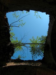 The ruins of roof of temple, overgrown with trees, inside view