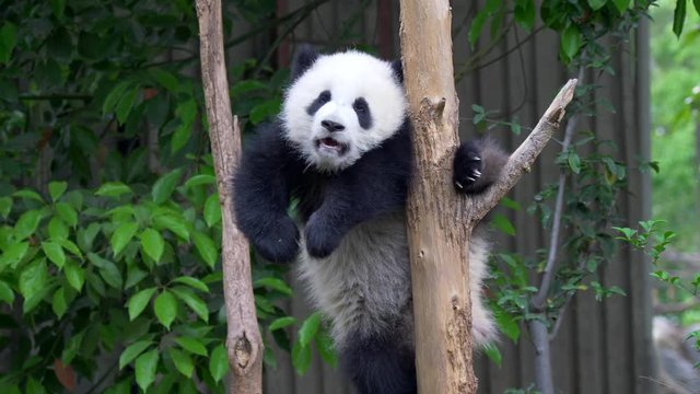 Cub of Giant panda bear playing on tree. UHD, 4K
