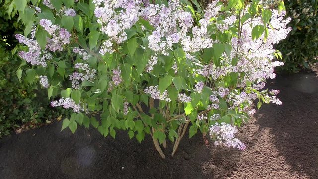 Gemeiner Flieder (Syringa-vulgaris-Hybride)