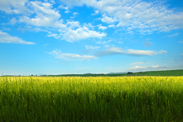 Fototapeta na wymiar Natural background, green field of wheat and blue sky