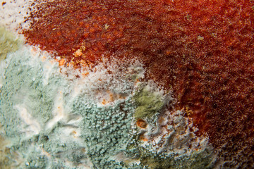 Background of mold on fruit is macro