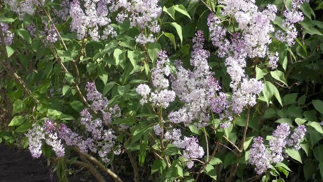 Gemeiner Flieder (Syringa-vulgaris-Hybride)
