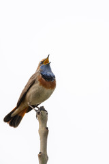 Bluethroat (Luscinia svecica) singing on top of a branch with a white background.