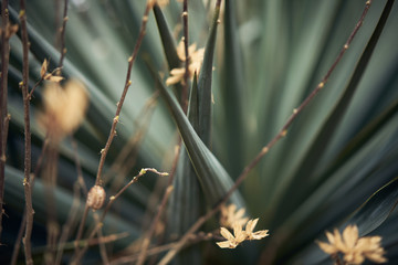 Close-up. Macro shooting. Beautiful palm yucca. Beautiful green tropical plants. Green leaves of a tropical plant.