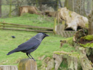 Jackdaw on a fence post