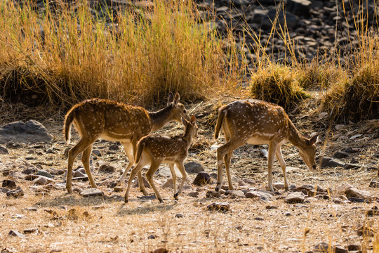 Axishirsche im Nationalpark Ranthambore, Indien