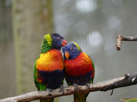 A pair of Lorikeet parrots