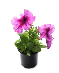 Petunia flowers in pot isolated on white, series