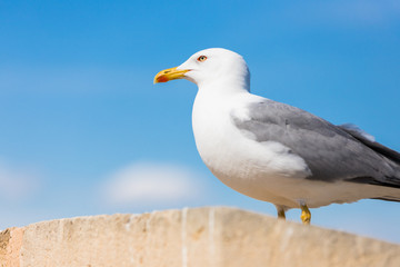 Seagull running in closeup with all its details of eyes and beak in the background a beautiful blue sky and white clouds.