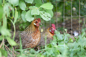 Two Chickens