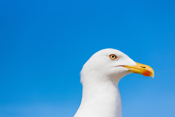 Seagull running in closeup with all its details of eyes and beak in the background a beautiful blue sky and white clouds.