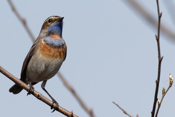 Male bluethroat. Close-up of beautiful bluethroat. luscinia Svecica sitting on a  branch. Bluethroat colored bird sings the song. Animal and Nature Background. Wildlife.